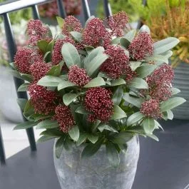 Skimmia Rubella P 15