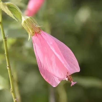 Sleeping Hibiscus (Malvaviscus) Flower Plant – Baby Pink