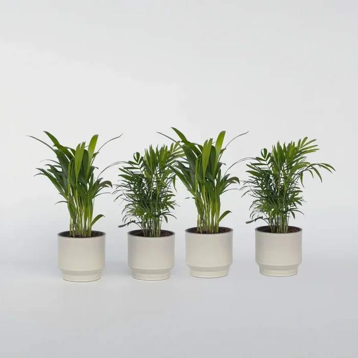 Small Indoor Palms – Mix of 4