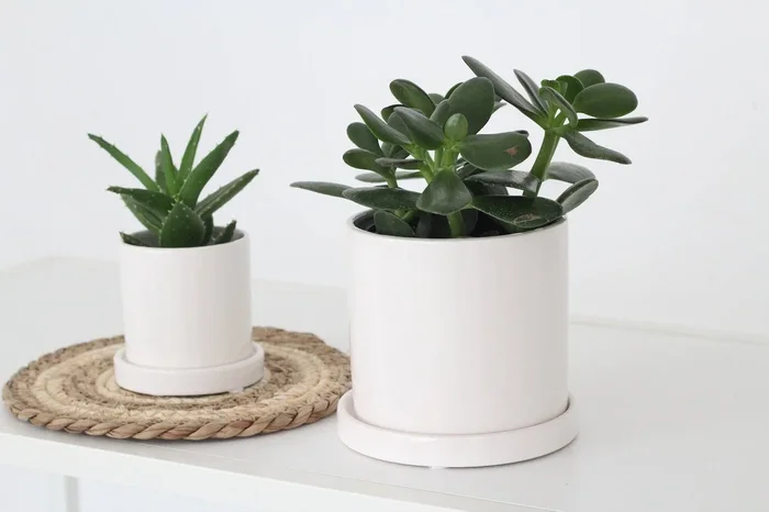 Small Planter with Saucer in Minimalist Glossy White: 4.75″