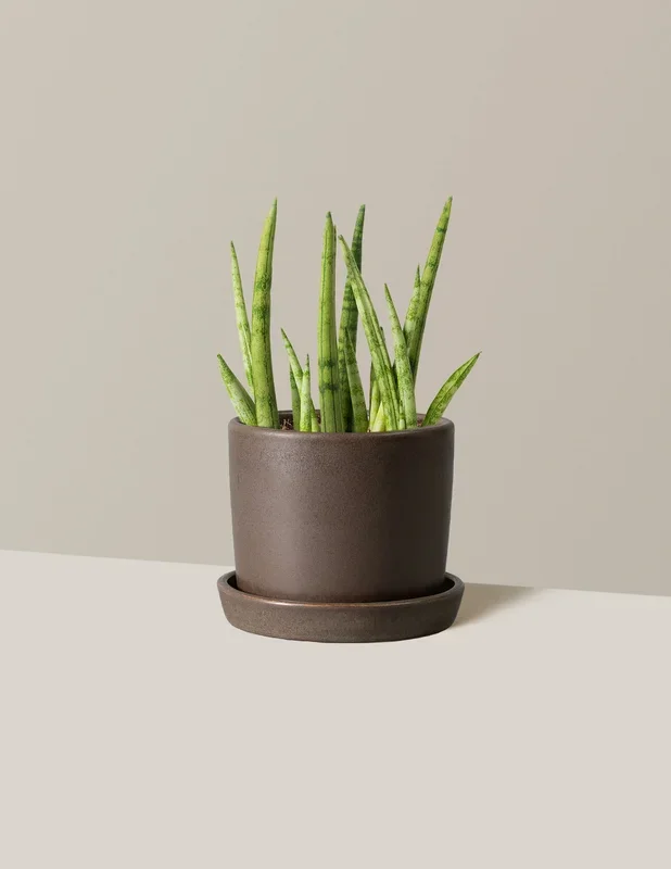 Snake Plant Cylindrica