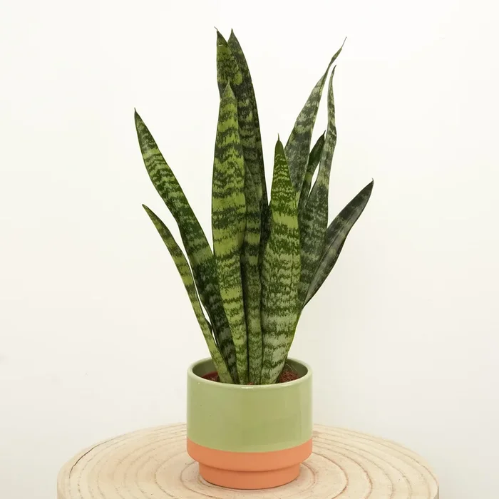 Snake Plant | Zeylanica