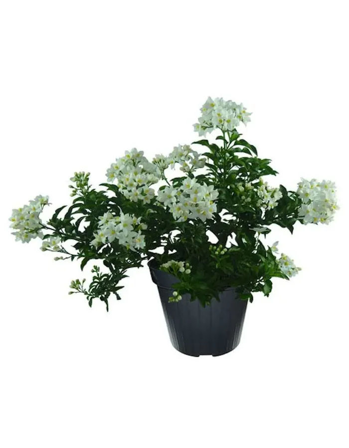 Solanum Jasminoides in einer 14 cm Vase