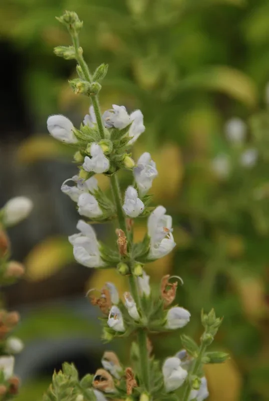 Somalia-Salbei – Salvia somalensis