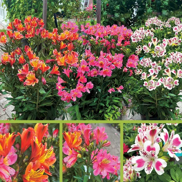 Sommer-Festival – Alstroemeria im 3er Set Bestellnummer 6601233