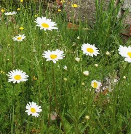 Sommer-Margerite (Leucanthemum vulgare) „Bio“