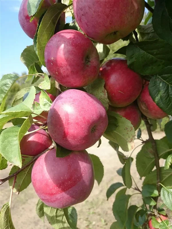 Sommerapfel ‚Jamba‘
