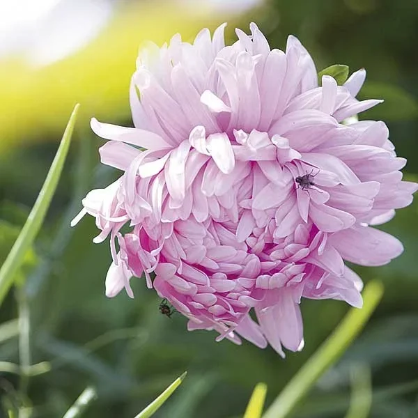 Sommeraster ‚Duchess Rose‘