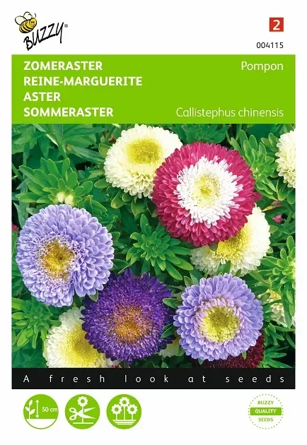 Sommerastern Samen ‚Pompon gemischt‘