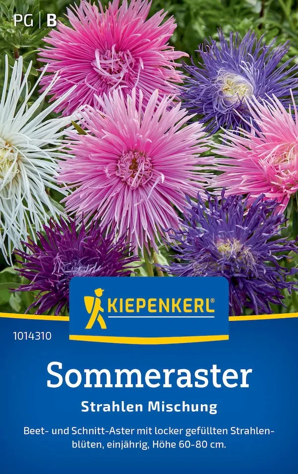Sommerastersamen Strahlen Mischung