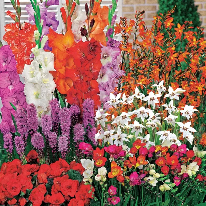Sommerblumen Mischung (x50)