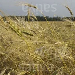Sommergerste – Gründüngung
