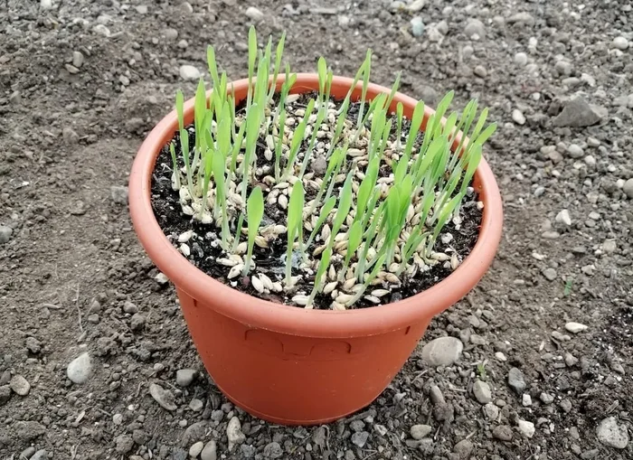 Sommergerste, Katzengras, Smoothiegras (Bio-Saatgut), Hordeum vulgare