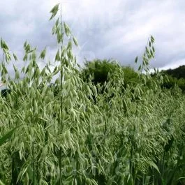 Sommerhafer – Gründüngung