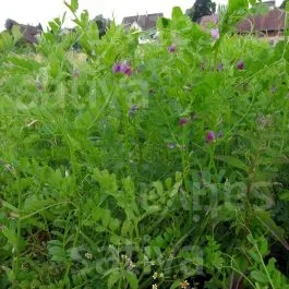 Sommerwicken – Gründüngung
