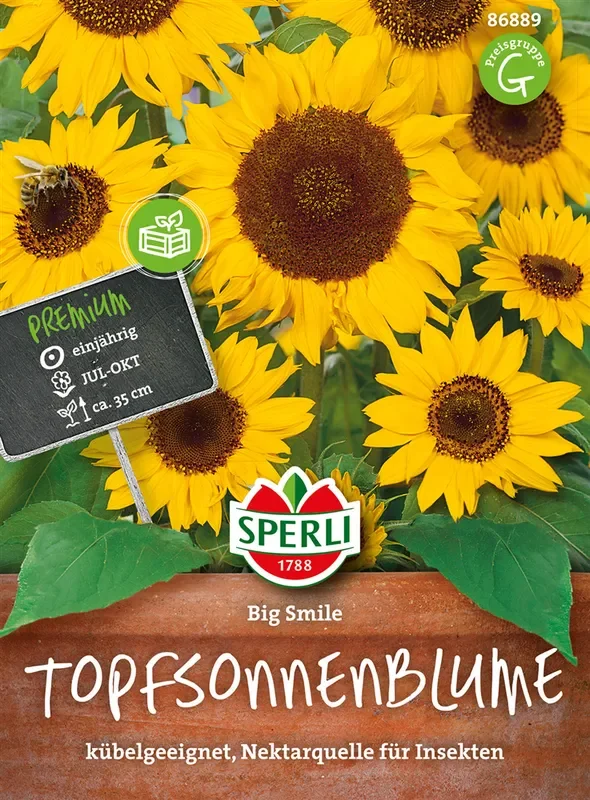 Sonnenblume ‚Big Smile‘