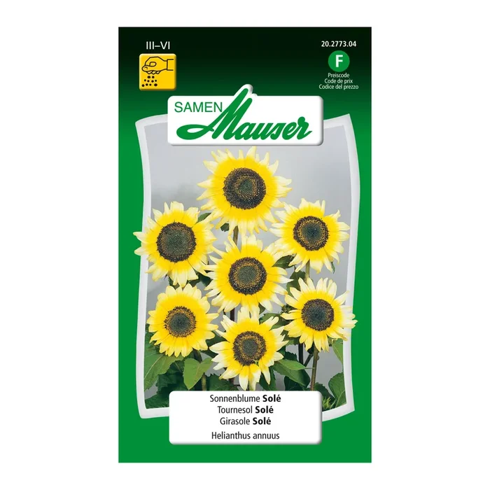 Sonnenblume ‚Solé‘