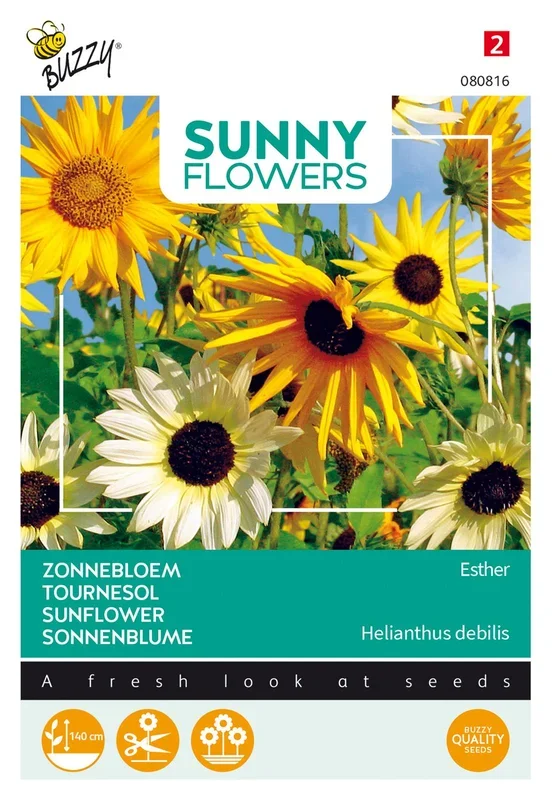 Sonnenblume Esther
