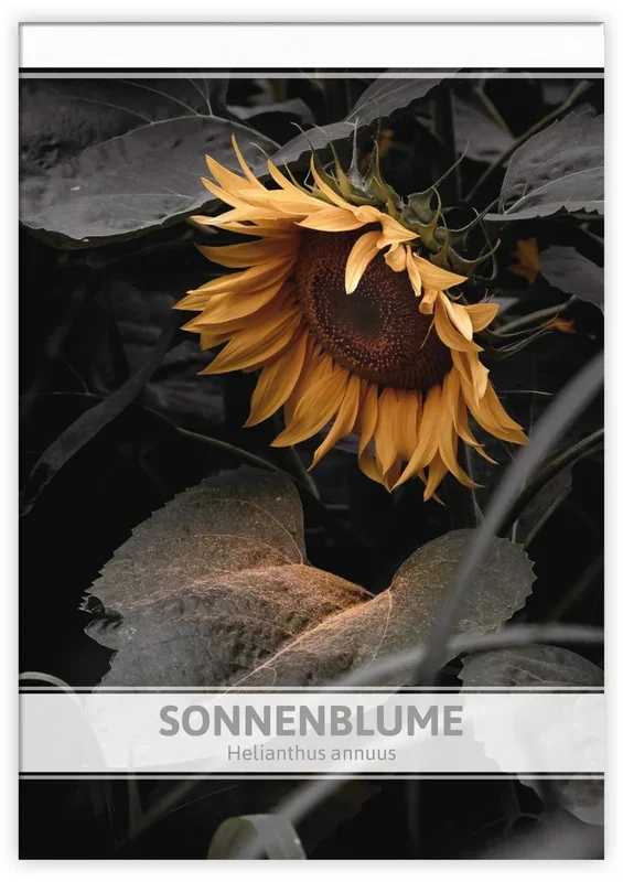 Sonnenblume für Werbezwecke