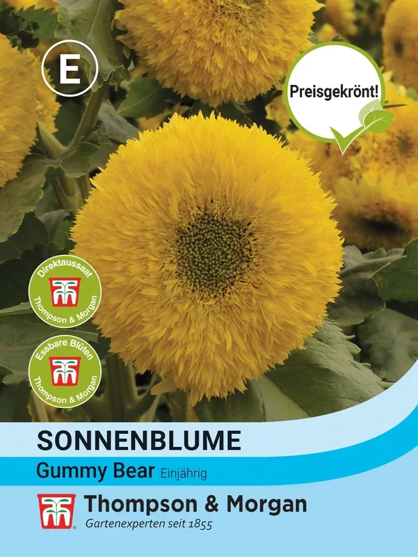 Sonnenblume Helianthus annuus Gummy Bear