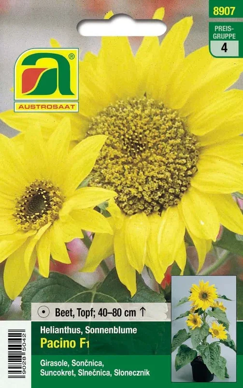 Sonnenblume (Helianthus) Pacino F1