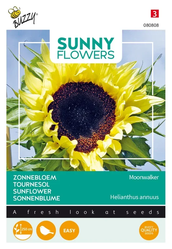 Sonnenblume Moonwalker