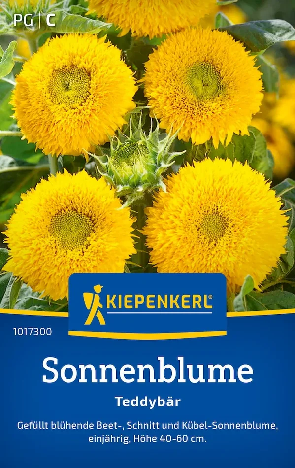 Sonnenblumensamen Teddybär