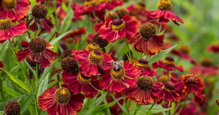Sonnenbraut ‚Mahagoni‘