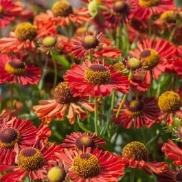 Sonnenbraut (Helenium) Ranchera