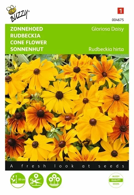 Sonnenhut ‚Gloriosa Daisy‘