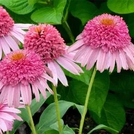 Sonnenhut (Echinacea purpurea) Meteor Pink