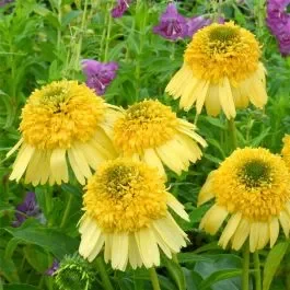Sonnenhut (Echinacea purpurea ) Meteor Yellow