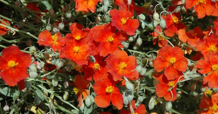 Sonnenröschen ‚Fire Dragon‘