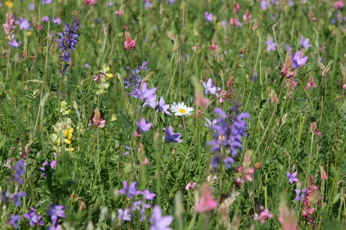 Sonniger Saum Nr. 2