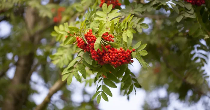 Sorbus aucuparia ‚Edulis’${2}