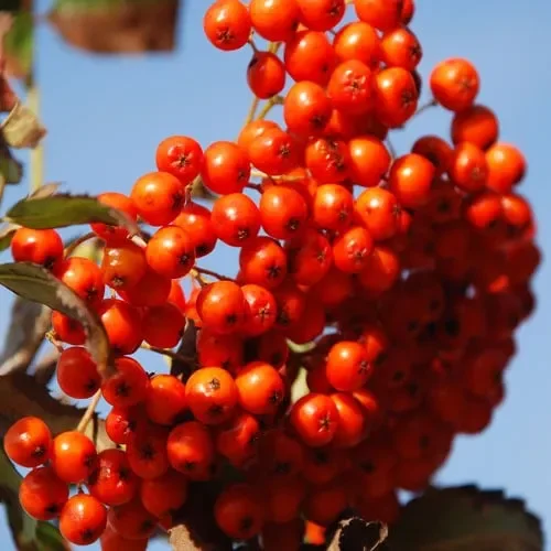 Sorbus Aucuparia
