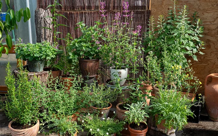 SORTIMENT ‚Kräuter-Garten‘