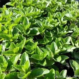 Spanische Spearmint-Minze (Mentha spicata) Spanish