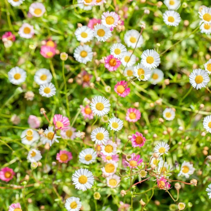 Spanisches Gänseblümchen