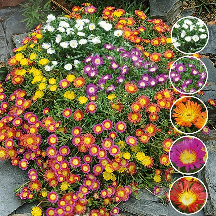 Spar-Set: 15 großblumige Mittagsblumen ‚Wheels of Wonder®‘ Delosperma – Bestellnummer 1133810