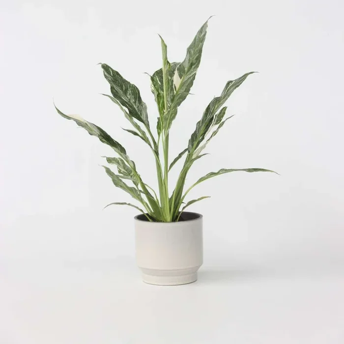 Spathiphyllum ‚Diamond‘