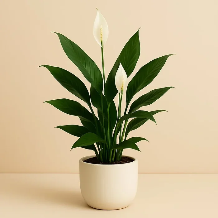 Spathiphyllum Alana – 45cm