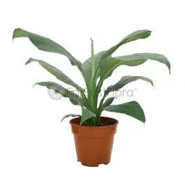 SPATHIPHYLLUM SENSATION P15C (YX)