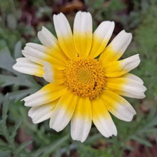 Speisechrysantheme