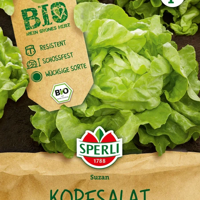 SPERLI BIO Kopfsalat Suzan