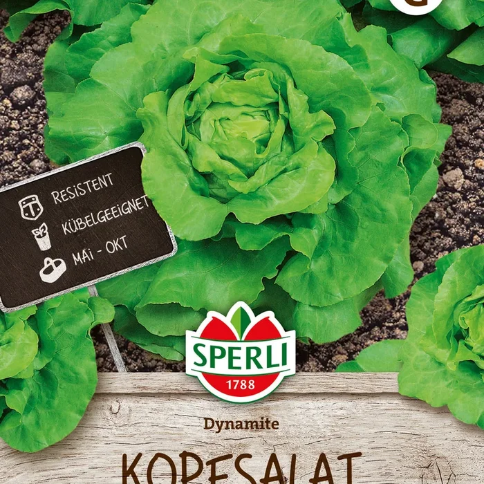 SPERLI Kopfsalat Dynamite
