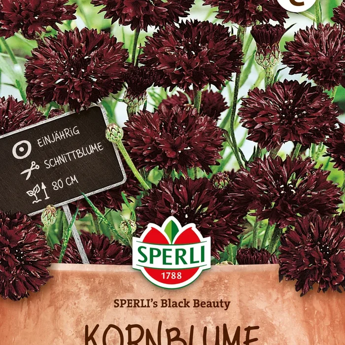 SPERLI Kornblume SPERLI’s Black Beauty