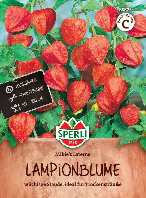 Sperli Lampionblume „Mikie’s Laterne“