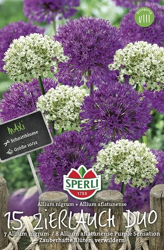 Sperli Zierlauch (allium) Duo, attraktive Blütenkugel