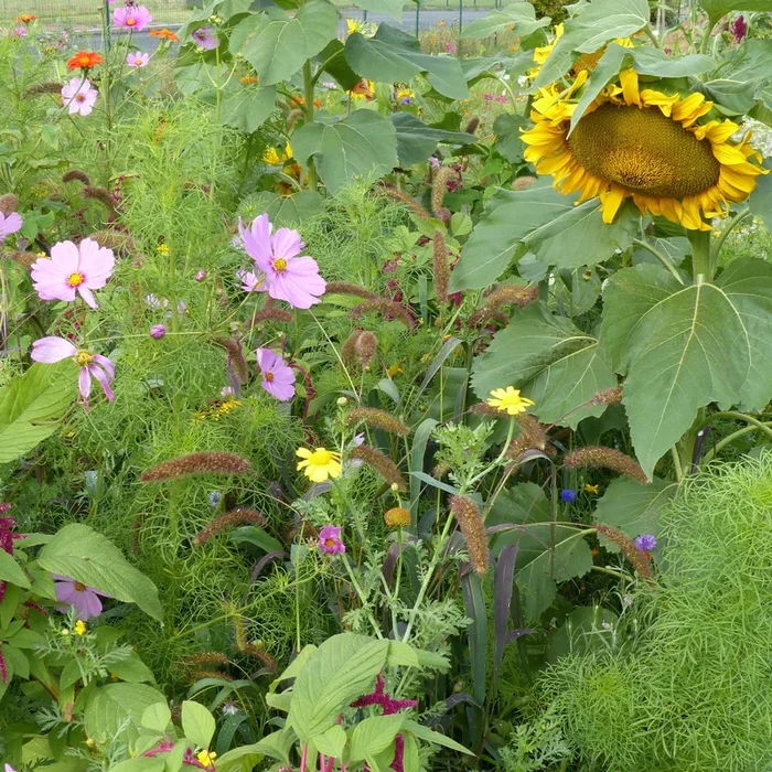 Spezielle Blumenmischung für Vögel